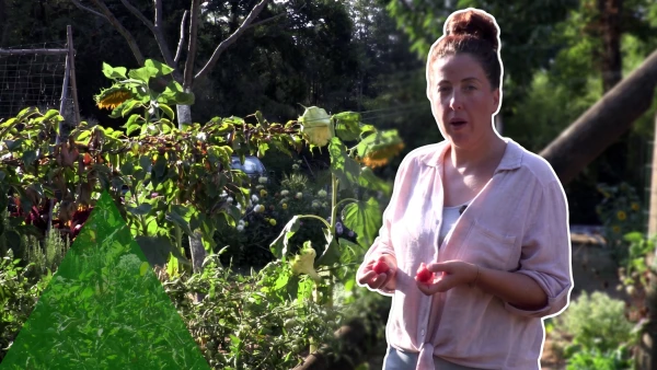 Tomates et canicule : pourquoi elles restent vertes et comment les faire m�rir