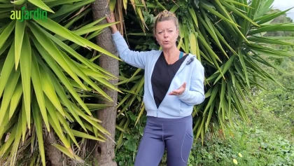 Le yucca pied d'�l�phant : la plante graphique et robuste par excellence