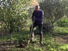 Transplanter un arbre fruitier