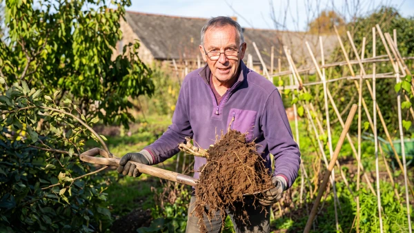 Transplanter un arbre fruitier