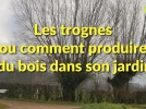 Arbre t�tard et trogne�au jardin, ou comment produire son bois�?