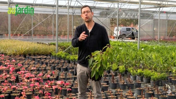 Trois tr�sors botaniques pour transformer votre jardin en jardin de collectionneur