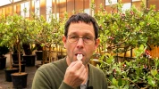 Le tulbaghia et le feijoa : deux fleurs comestibles �tonnantes � d�guster