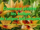 Comment bien planter les tulipes botaniques ?