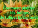 Comment bien planter les tulipes botaniques ?