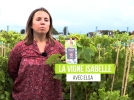 La vigne Isabelle, un raisin framboise au got trs fruit