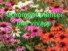 Comment planter une vivace en pleine terre ?