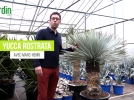 Yucca rostrata, une plante trs graphique au feuillage bleut