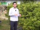 Le Yuzu, culture et entretien du citron japonais