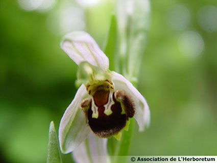 Orphrys abeille