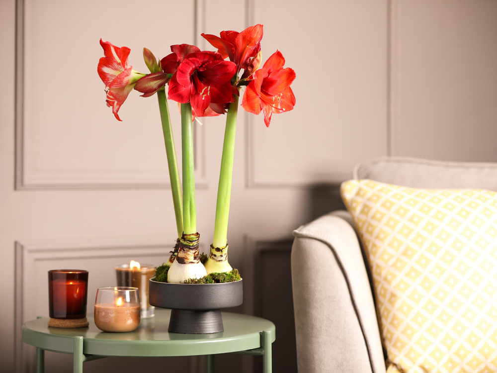 Rote Amaryllis im Wohnzimmer der schönsten Wirkung