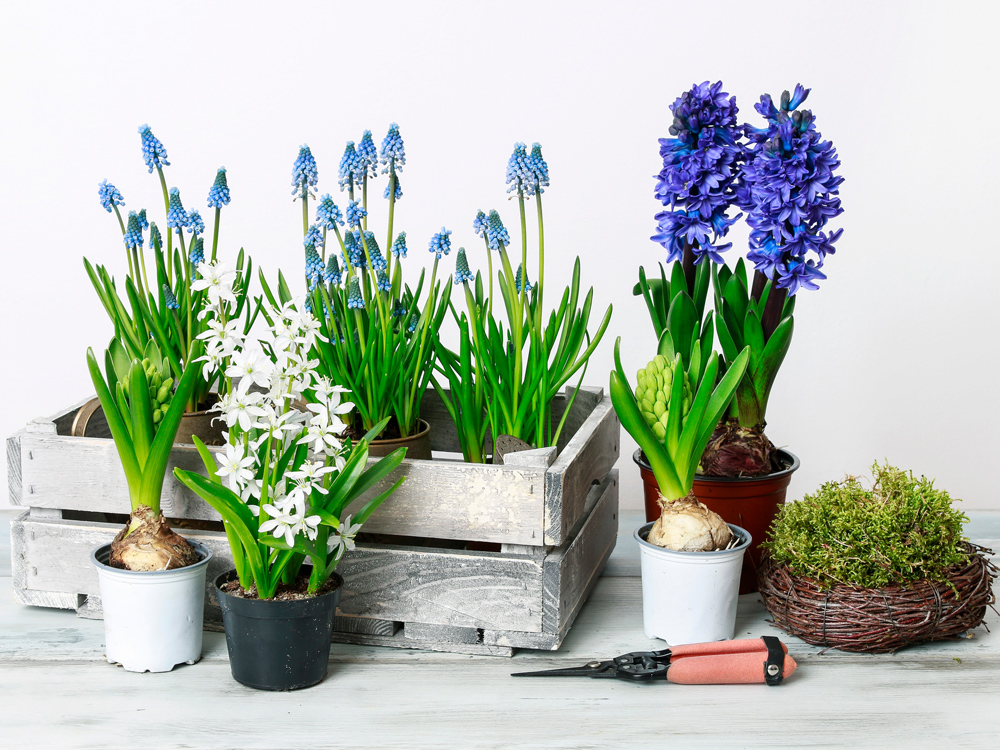 Cultivation of spring bulbs in pots