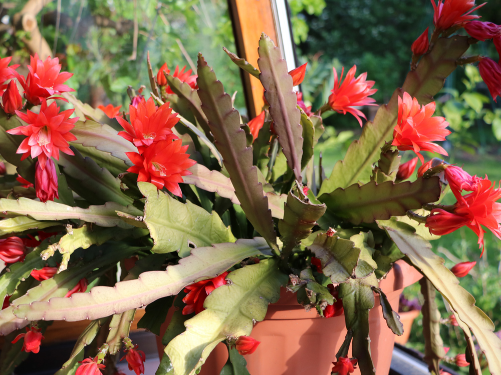 Epiphyllum cactus com flores vermelhas espetaculares