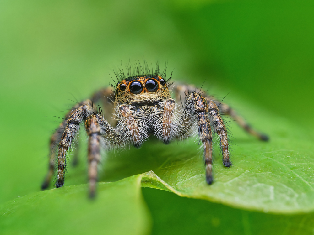 Les araignées sauteuses