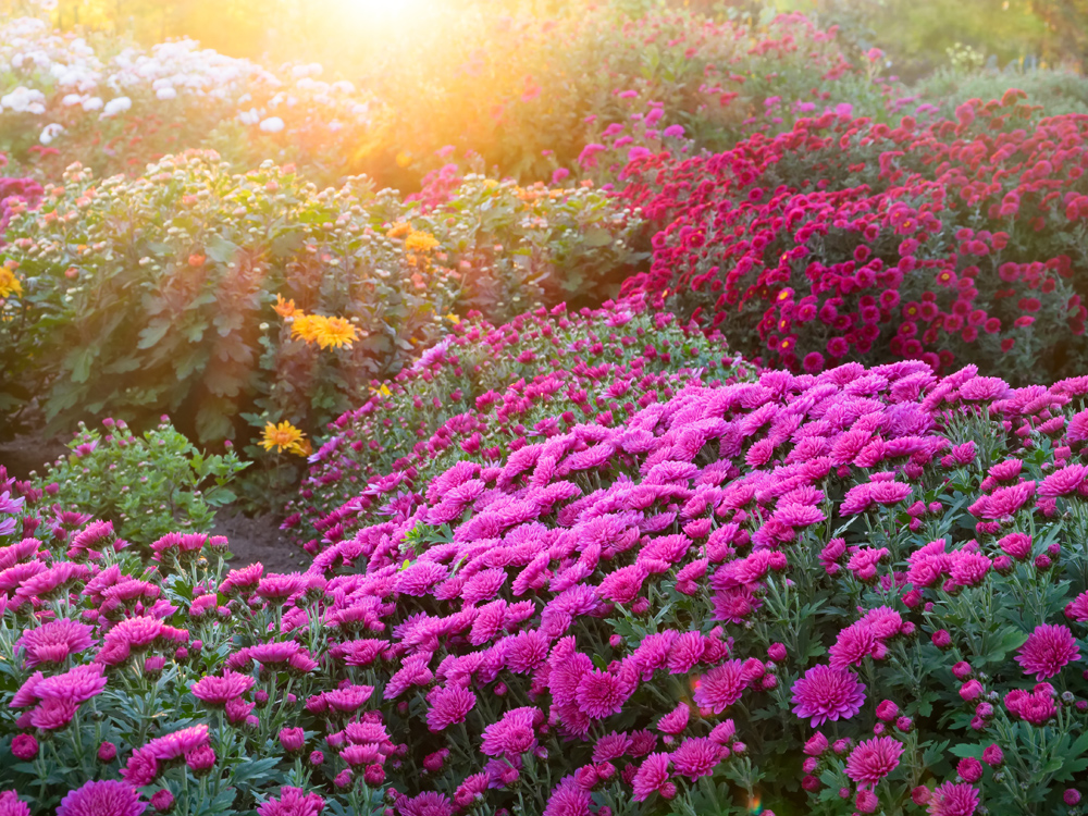 Des chrysanth
