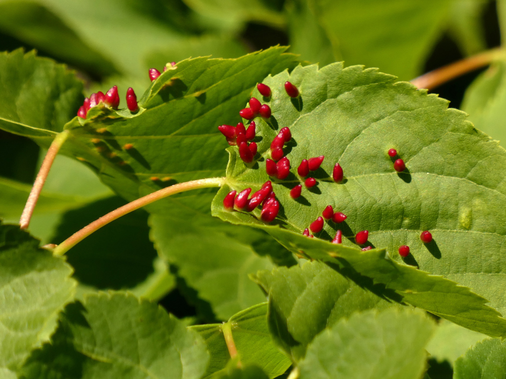 Eriophyes tiliae, a mite responsible for the formation of the horned gall of lime