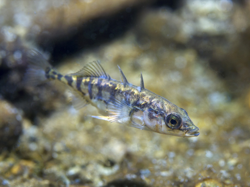 Poisson Épine L'épinoche, un poisson nidificateur