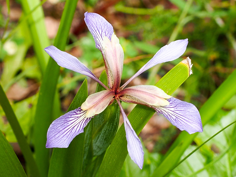 Iris gigot, Iris fétide, Iris foetidissima : planter, cultiver, multiplier