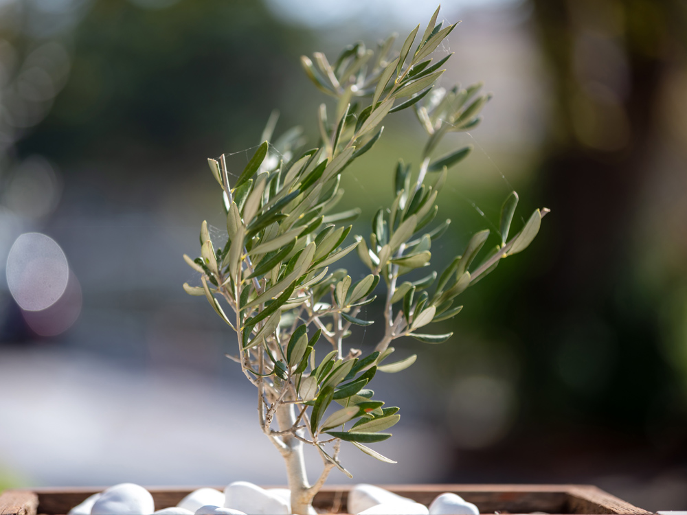 Young olive tree plant in pot