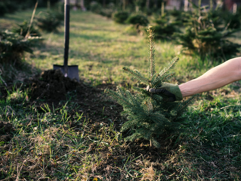 Comment planter son sapin de Noël dans le jardin