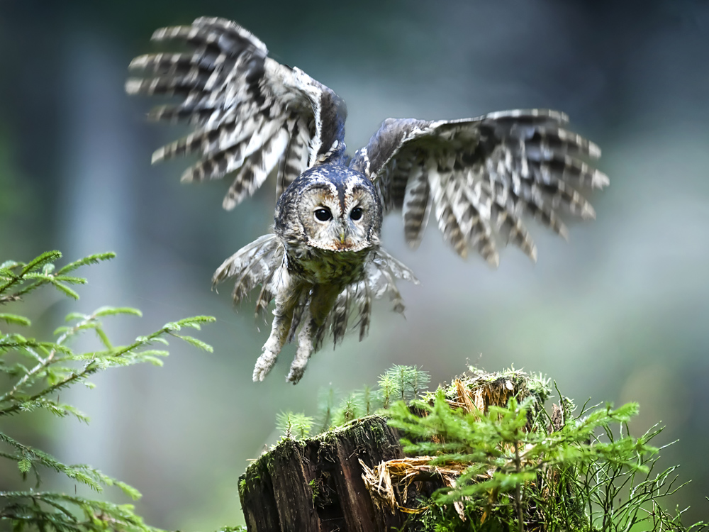 The tawny owl on the hunt