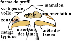 Description anatomique des éléments du chapeau du champignon
