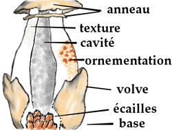 Anatomie du stipe d'un champignon