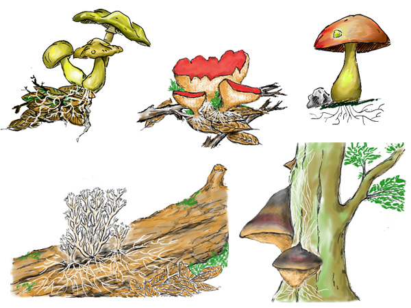 Représentation du mycélium sur différents types de champignons