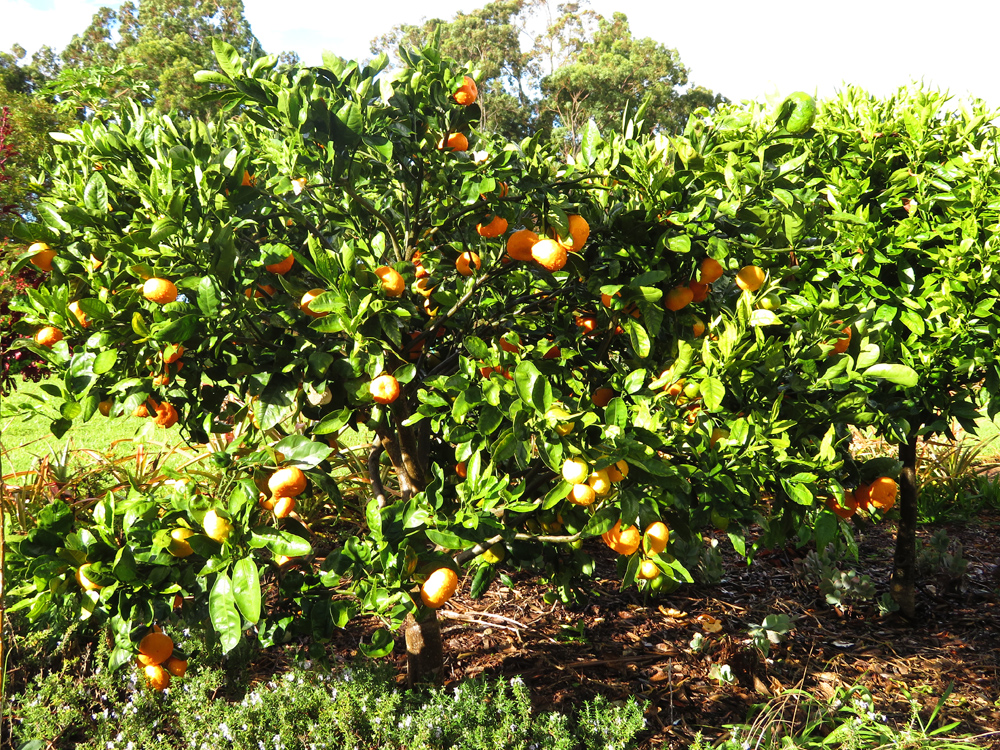 Mandarinier (mandarine) Satsuma, Citrus reticulata subsp. Unshiu