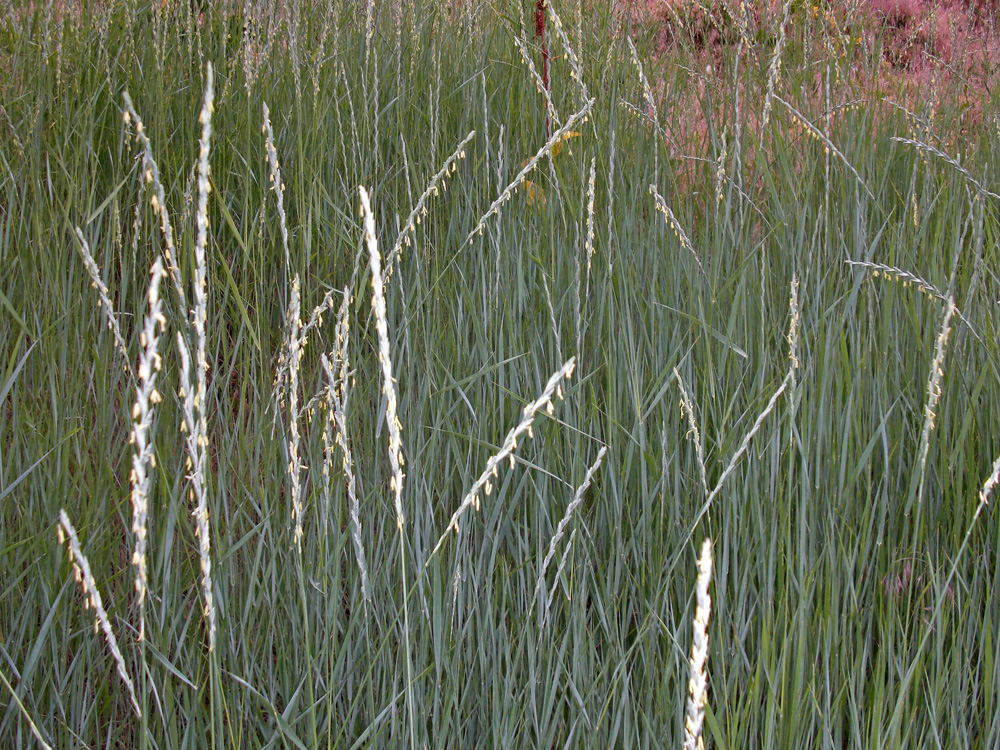 Le kernza (Thinopyrum intermedium) oder agropyre interm