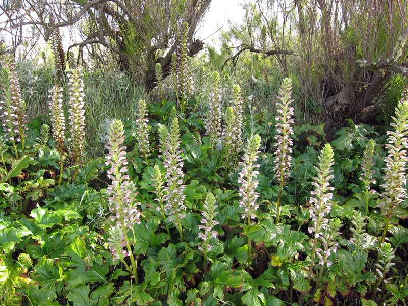 Acanthe  feuilles molles, Acanthus mollis : planter, cultiver, multiplier
