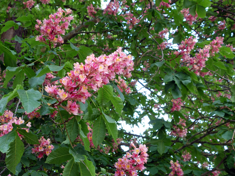 Marronnier Rose Marronnier Rouge Aesculus X Carnea Cultiver