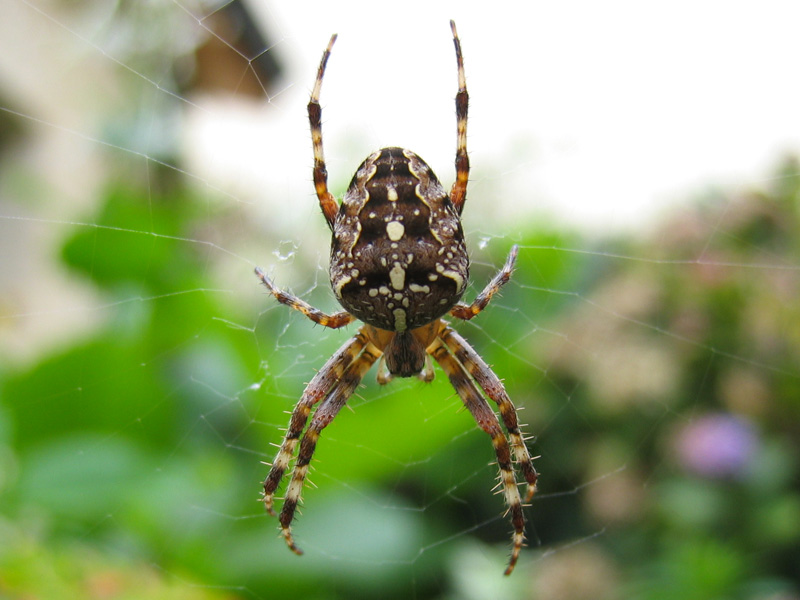 Les autres arthropodes, araignées, mille pattes
