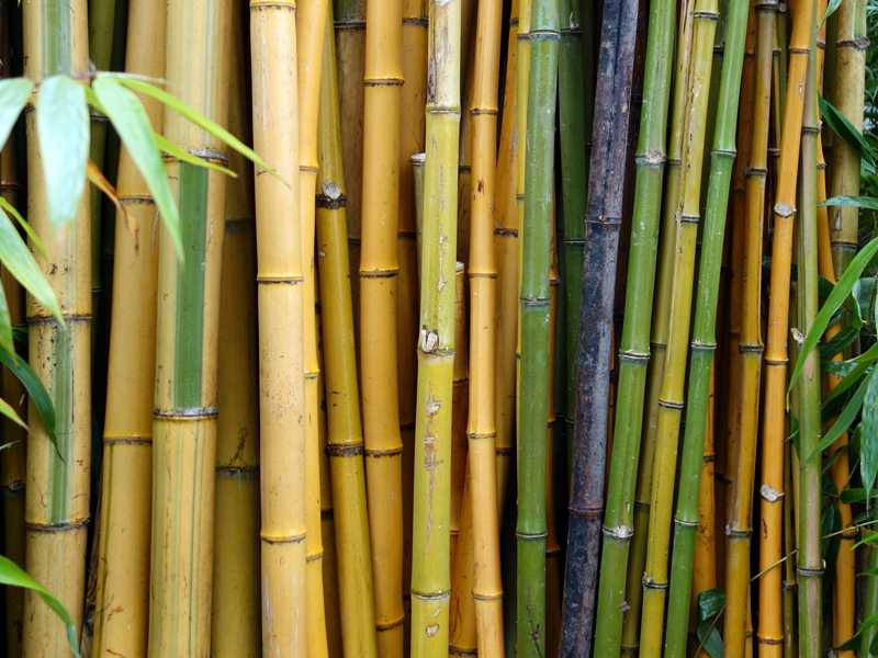 Bambou : planter, cultiver, multiplier