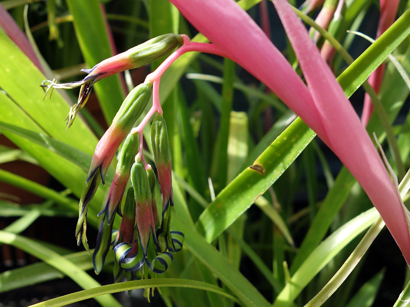 Billbergia ‘C'est Bon’ BCR Bromeliad Cultivar Register>