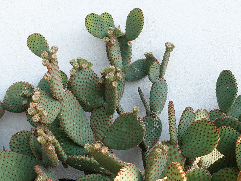 Bouturer un cactus raquette