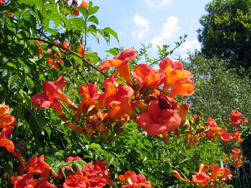 Jasmin de virginie, Bignone, Trompette de Virginie, Campsis : planter,  cultiver, multiplier