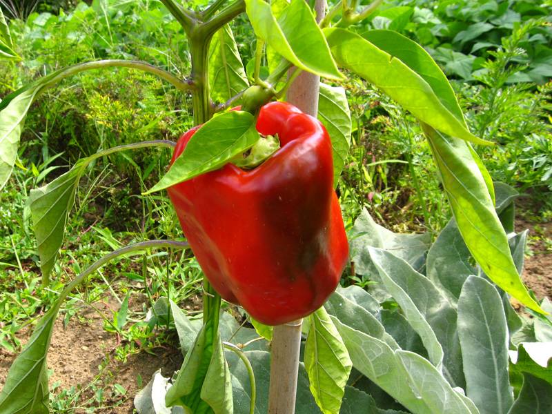 Poivron, Piment planter, cultiver, récolter