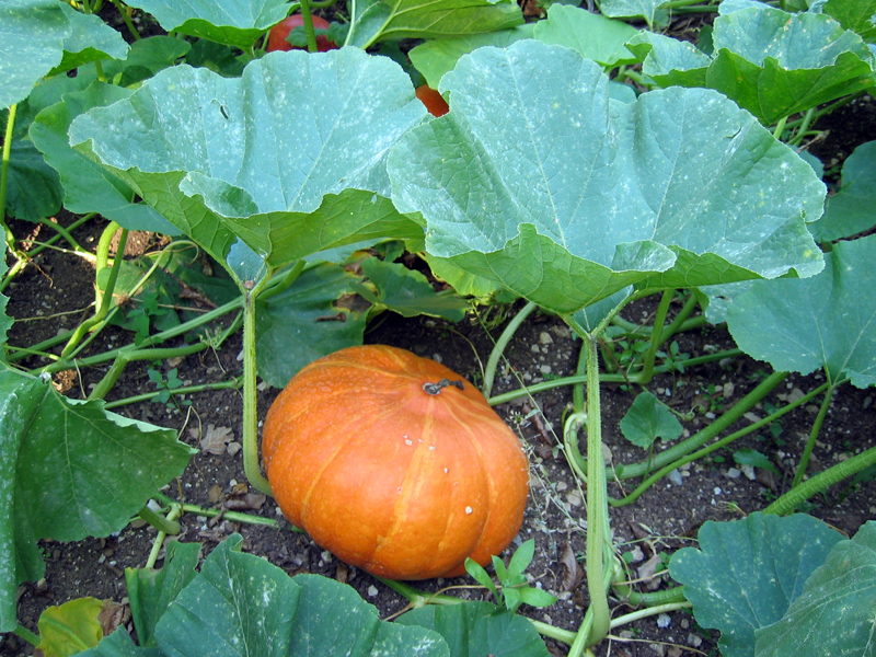 Potiron, Potimarron : planter, cultiver, rcolter
