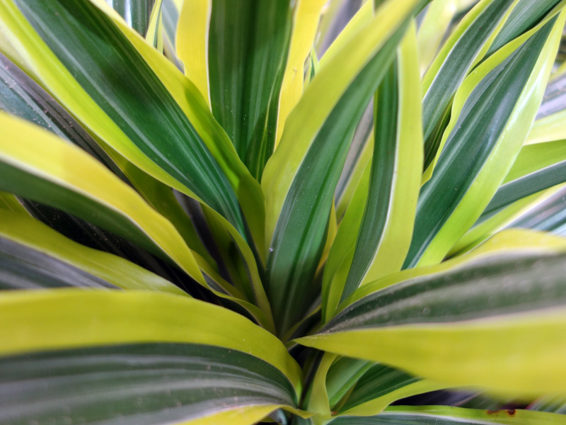Dragonnier Lemon Lime, Dracaena fragans 'Lemon Lime' : planter, cultiver,  multiplier