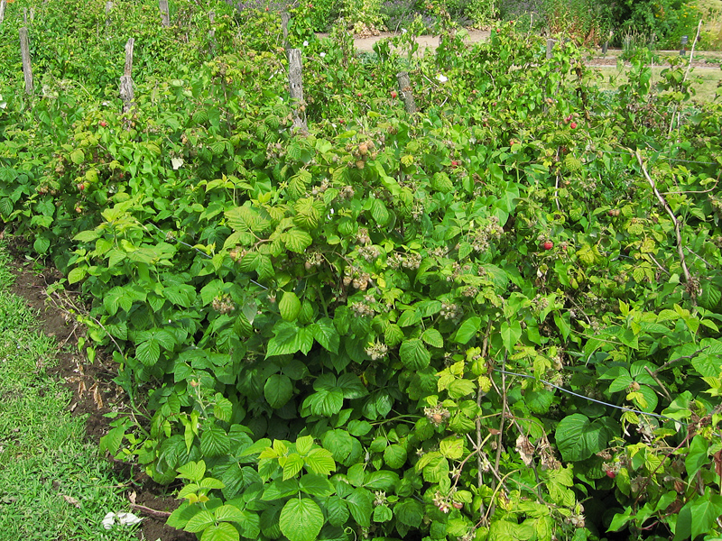 Maladies et parasites du framboisier