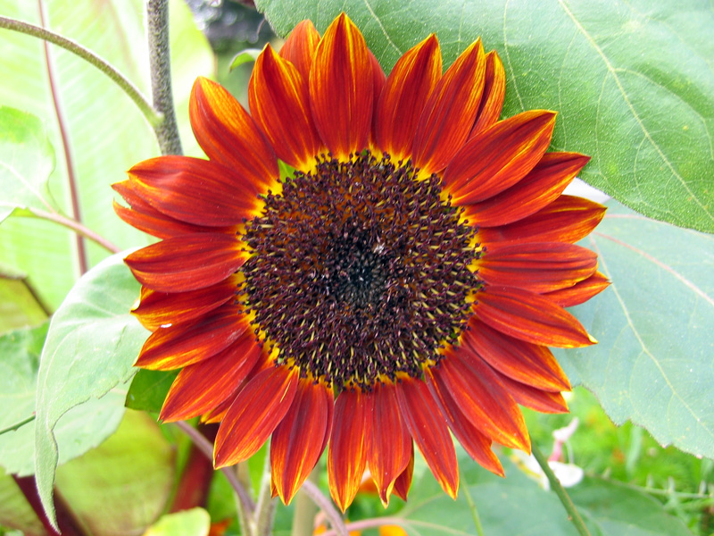 Soleil Tournesol Helianthus Helianthe Planter Cultiver