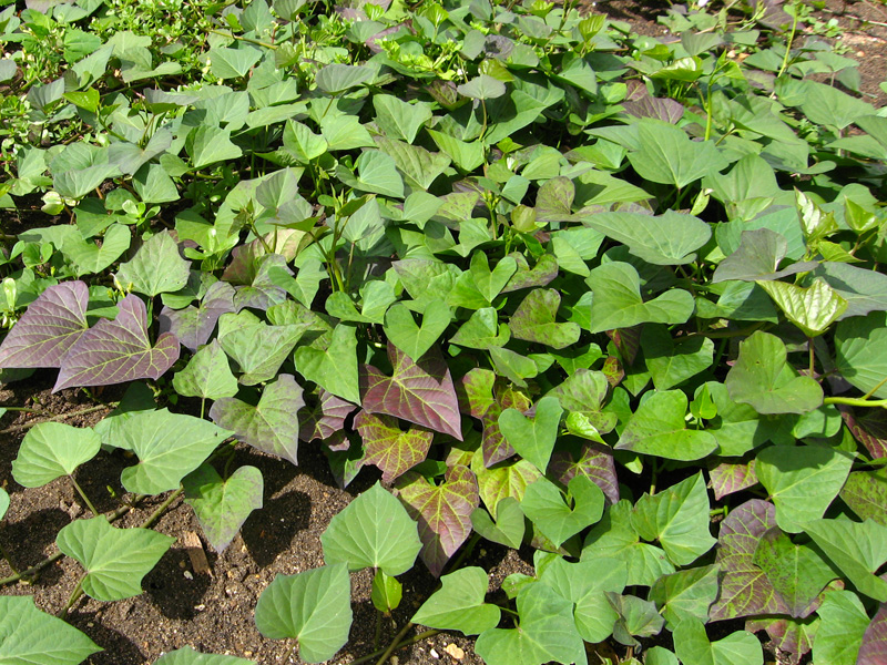 Patate douce : planter, cultiver, rcolter