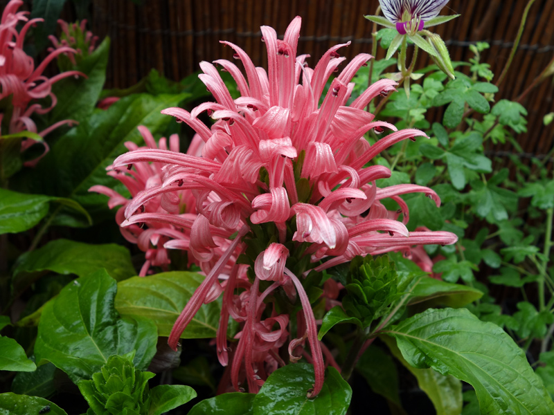Justicia carnea : planter, cultiver, multiplier