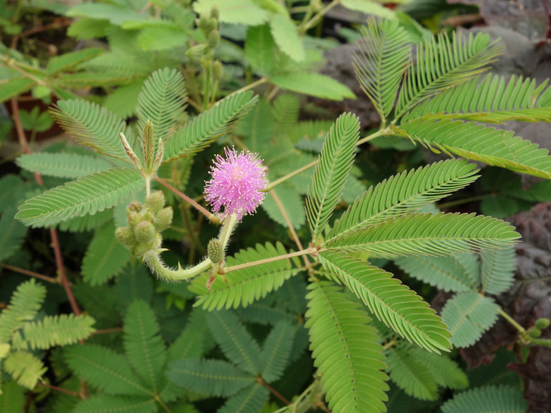 Mimosa Pudique Sensitive Pudique Mimosa Pudica Planter