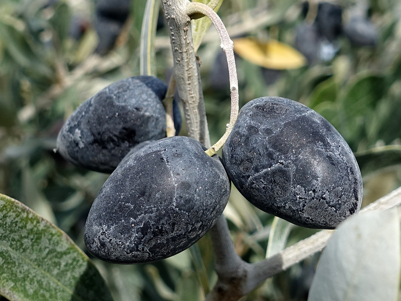 10 variétés d'oliviers à connaître pour un jardin méditerranéen réussi — free download