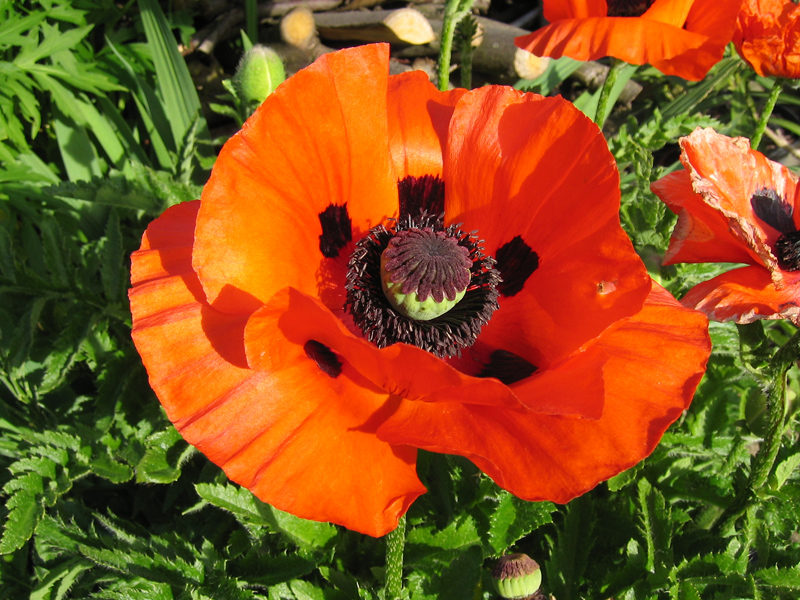 Des pavots pour tous les goûts