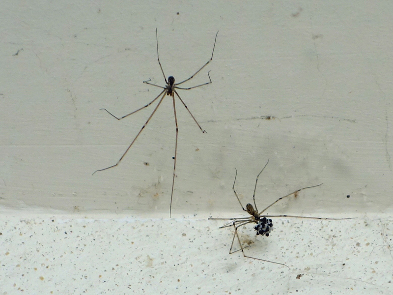 Des araignées pour une maison saine