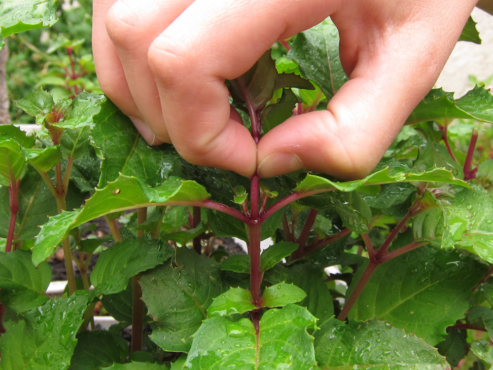 Pincement d'une jeune pousse (ici sur un fuchsia pour favoriser la ramification)