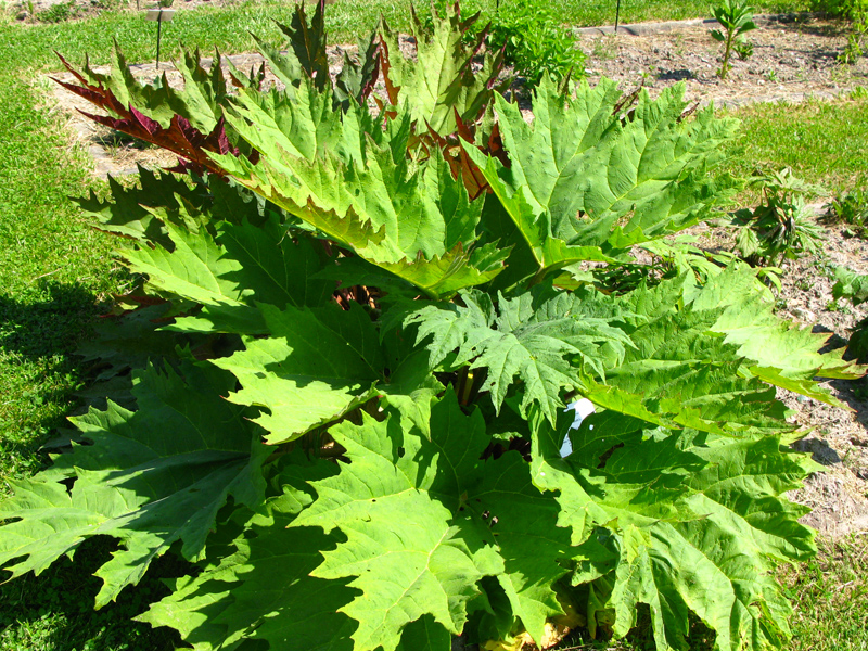 Racine De Rhubarbe Séchée Rheum Palmatum - 25g à 200g, Qualité Alimentaire, Expiration 12/2027